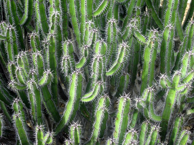 Cactus in the Glass House-Kew Gardens