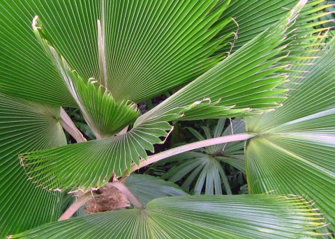 Looking at Palms-Kew Gardens