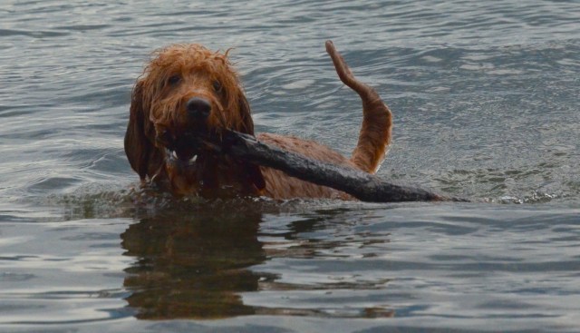 Bingley brings back a stick